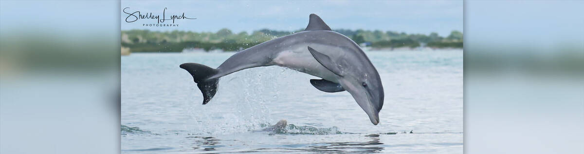 A dolphin leaping out the water.